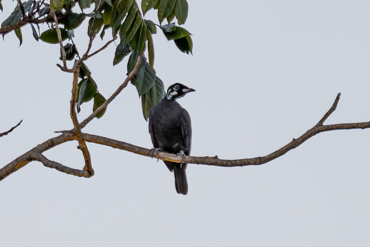 Bare-necked Fruitcrow - ML643767274