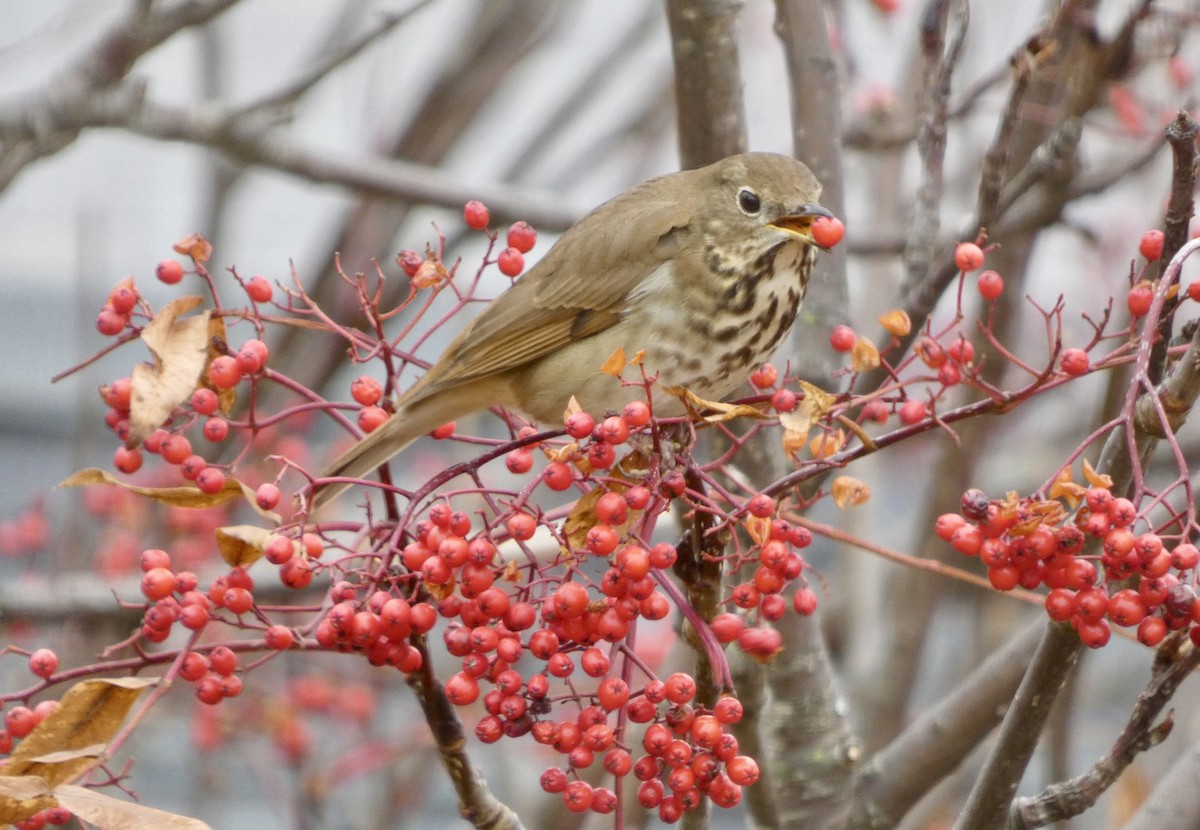 Tordo di Pallas - ML643767278