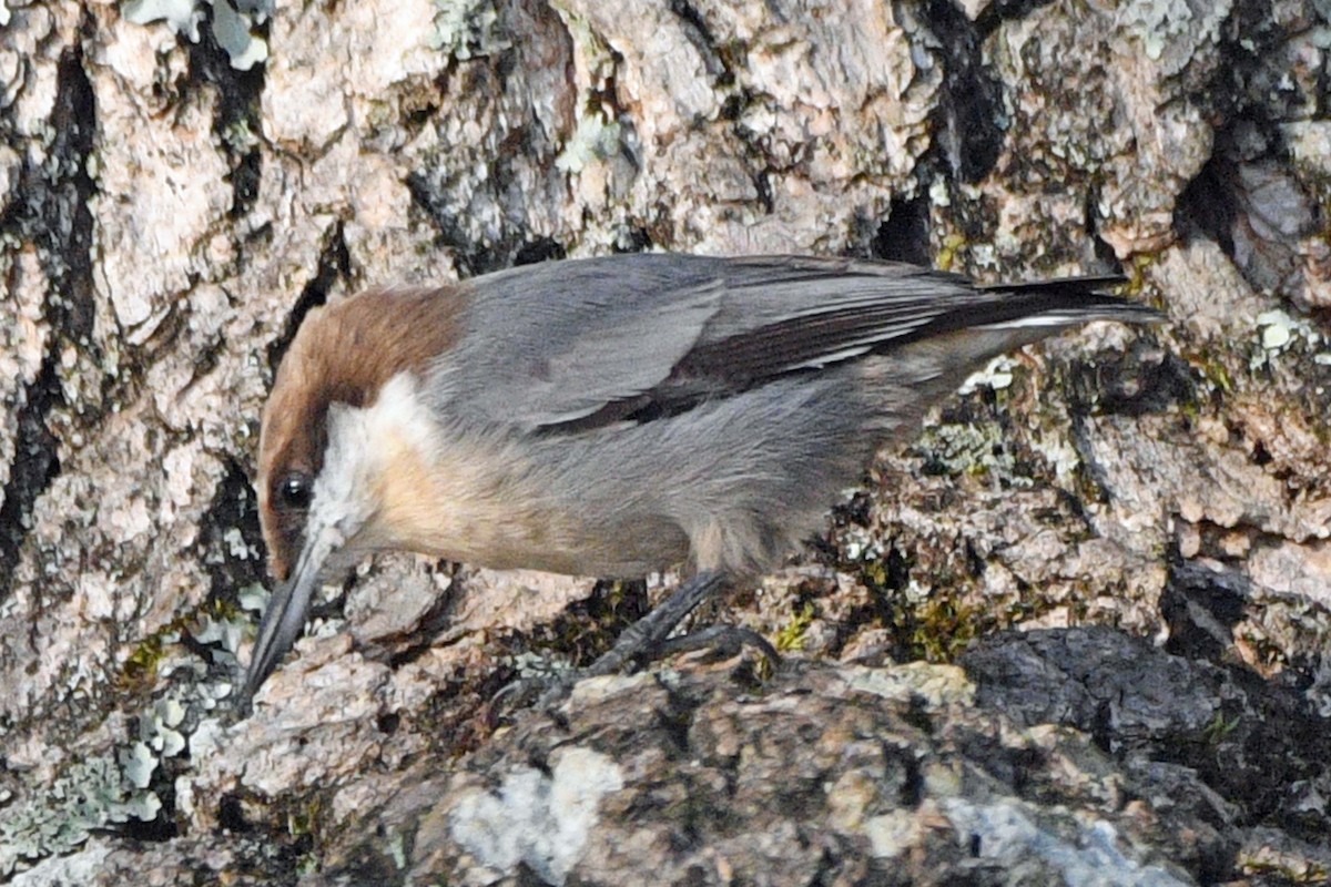Brown-headed Nuthatch - ML643767284