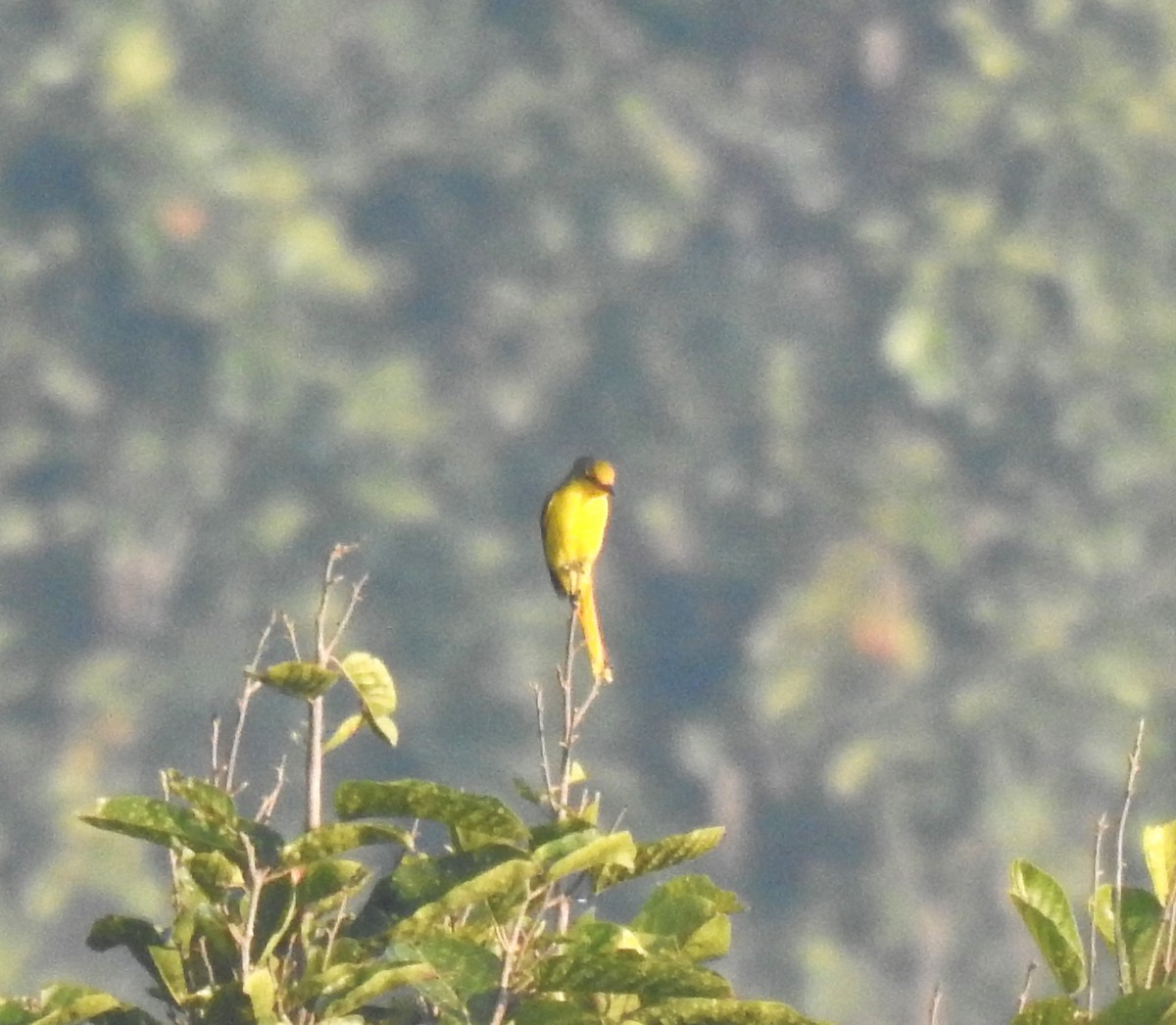 Small Minivet - ML643767289