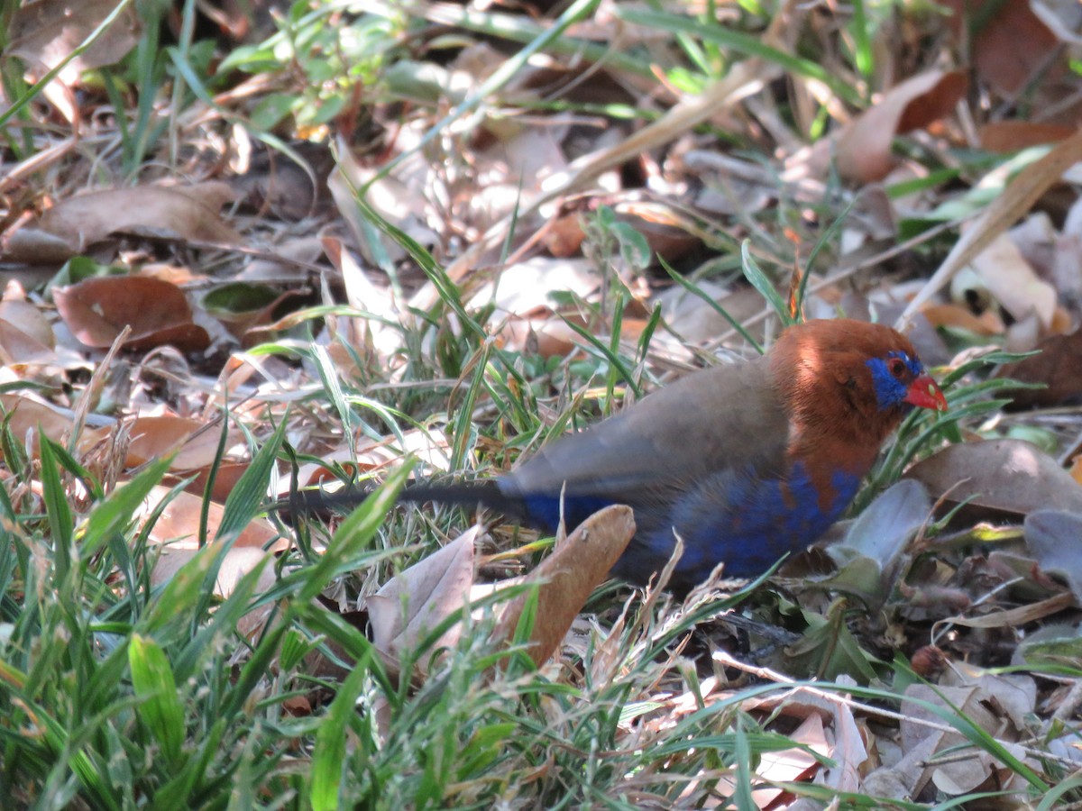 Purple Grenadier - ML643767296