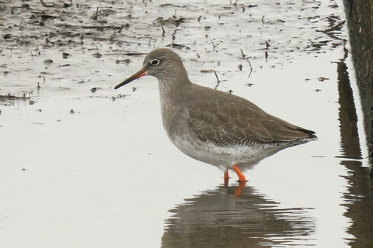 Common Redshank - ML643767312