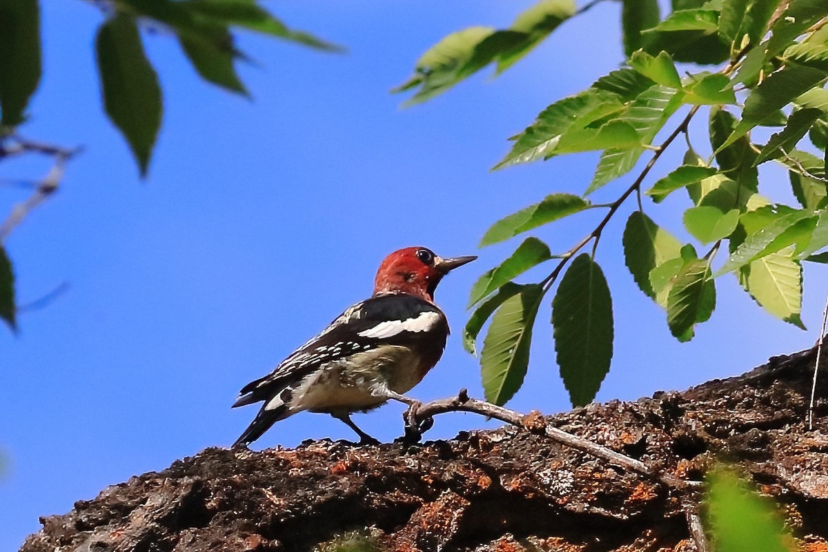 Red-breasted Sapsucker - ML643767316