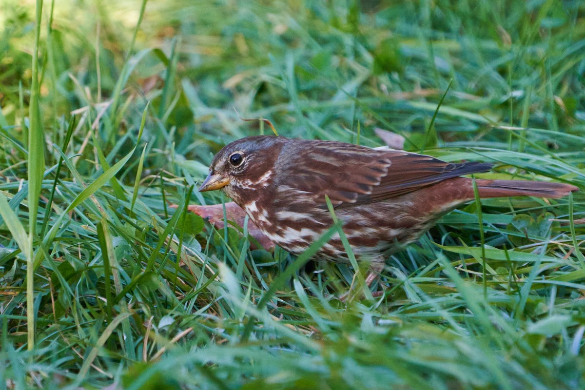 Bruant fauve - ML643767317