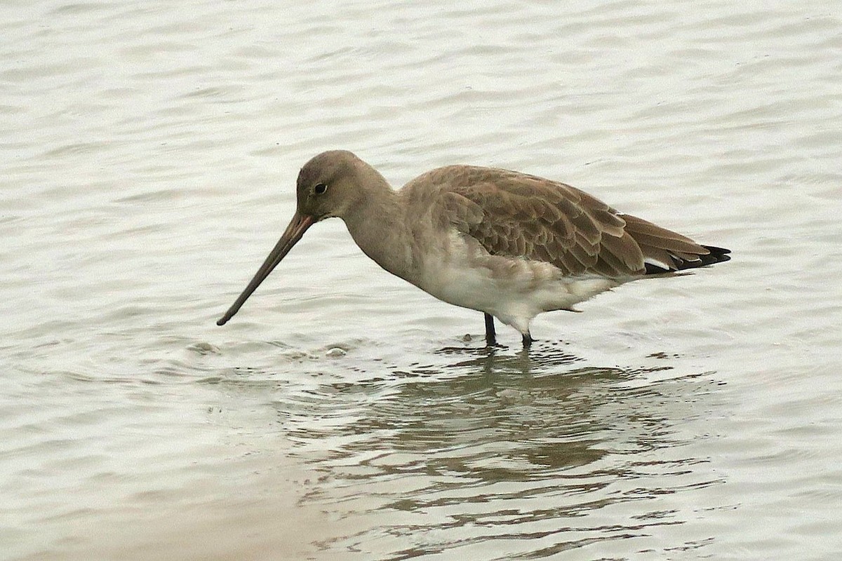 Black-tailed Godwit (Icelandic) - ML643767325