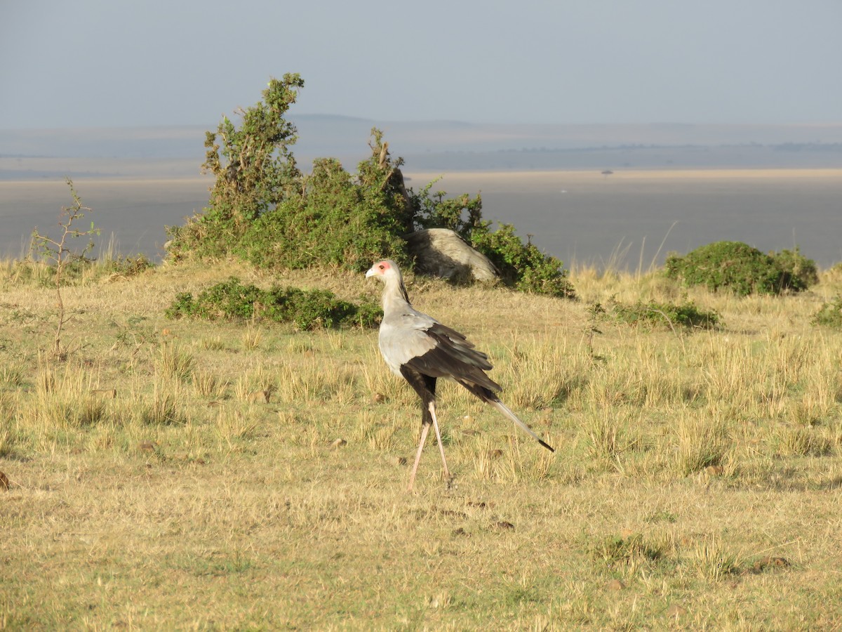 Secretarybird - ML643767337