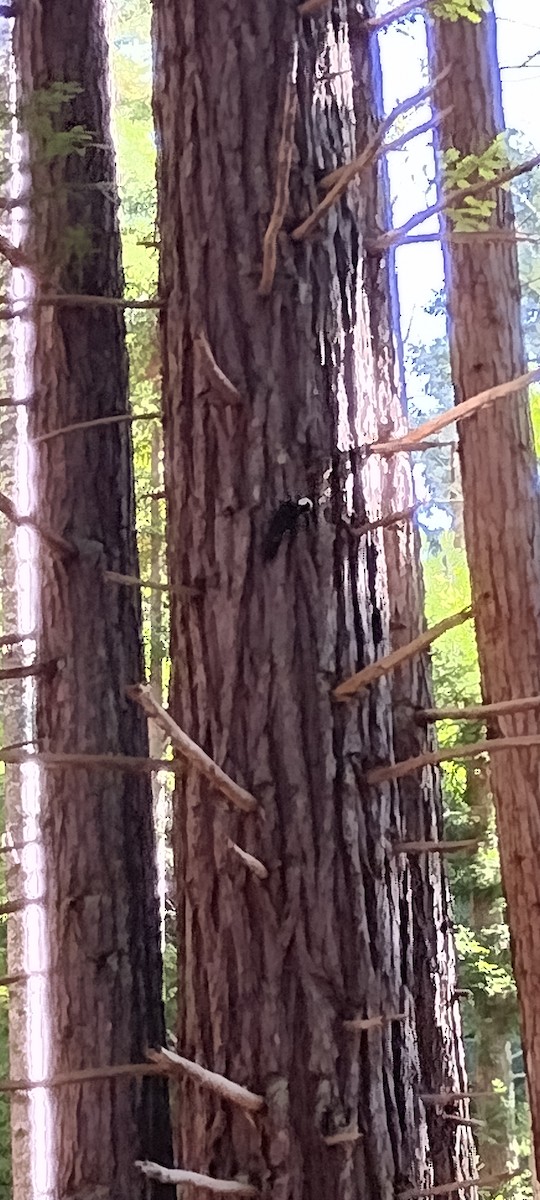 White-headed Woodpecker - ML643767339