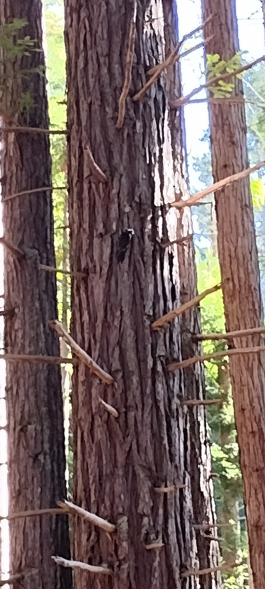 White-headed Woodpecker - ML643767340