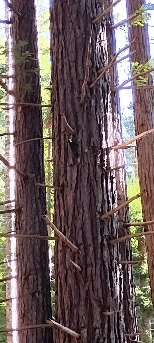 White-headed Woodpecker - ML643767341