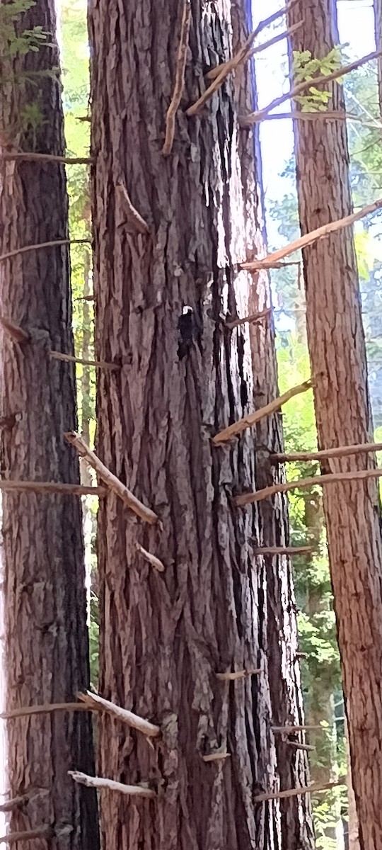 White-headed Woodpecker - ML643767342