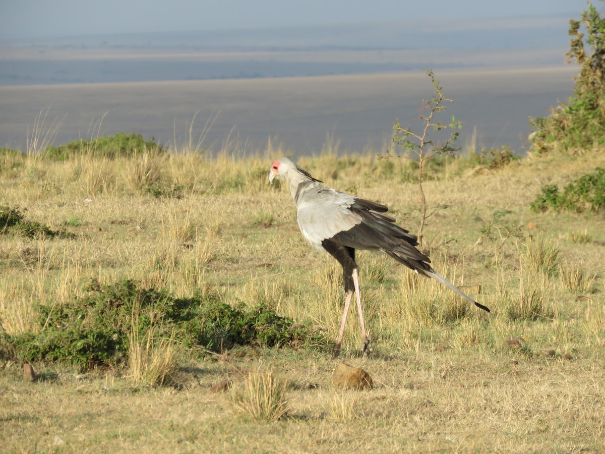 Secretarybird - ML643767345