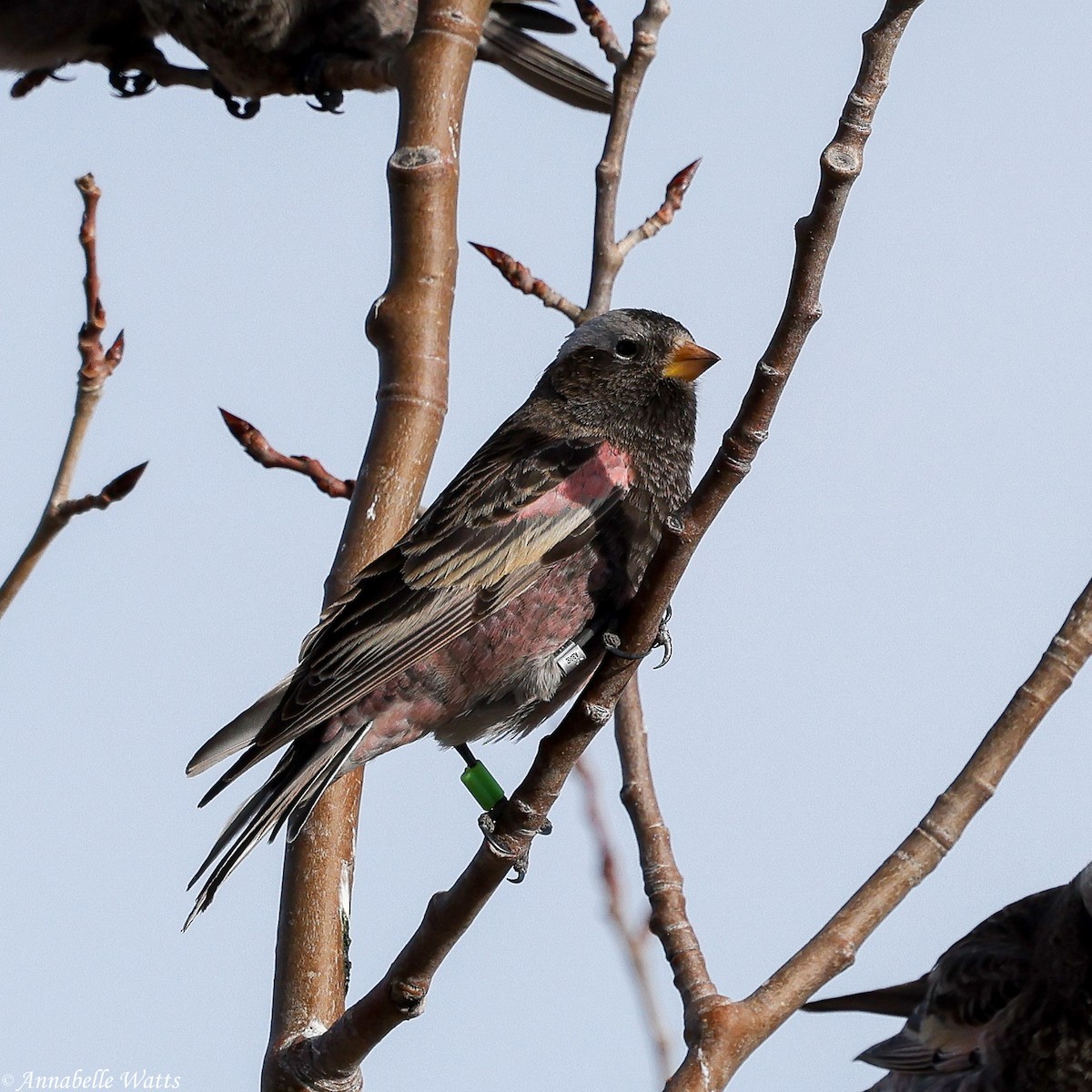 Black Rosy-Finch - ML643767352