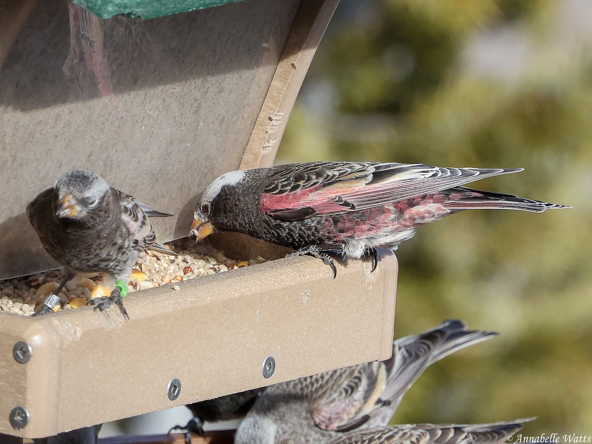 Black Rosy-Finch - ML643767357