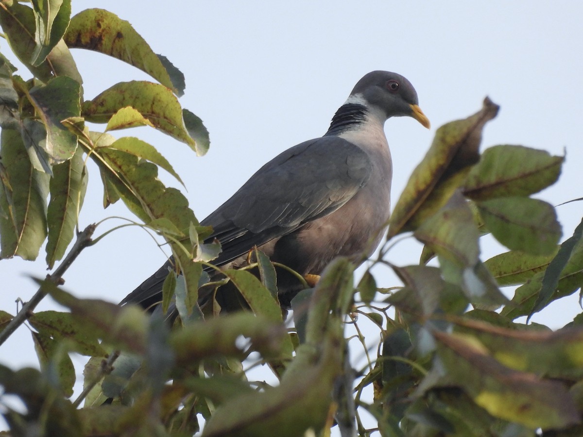 Band-tailed Pigeon - ML643767358