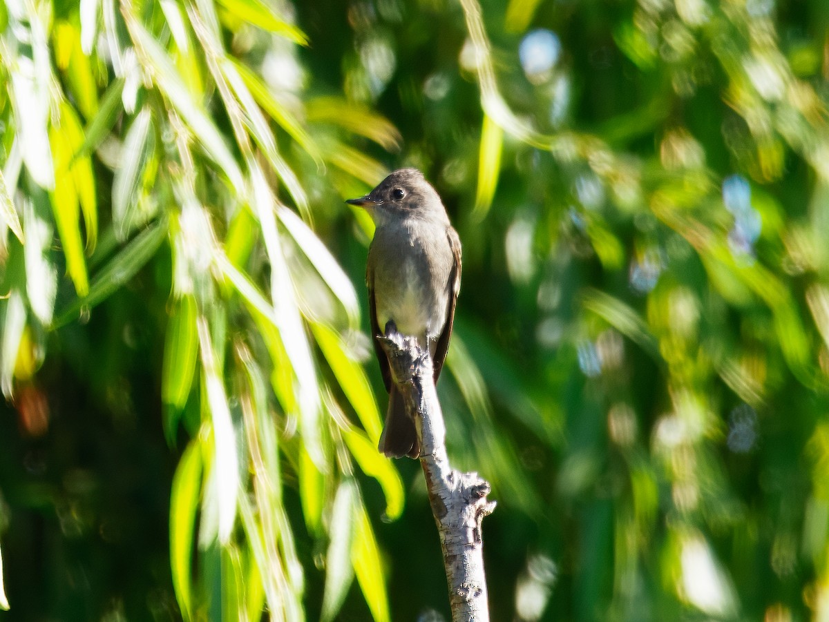 Western Wood-Pewee - ML643767370