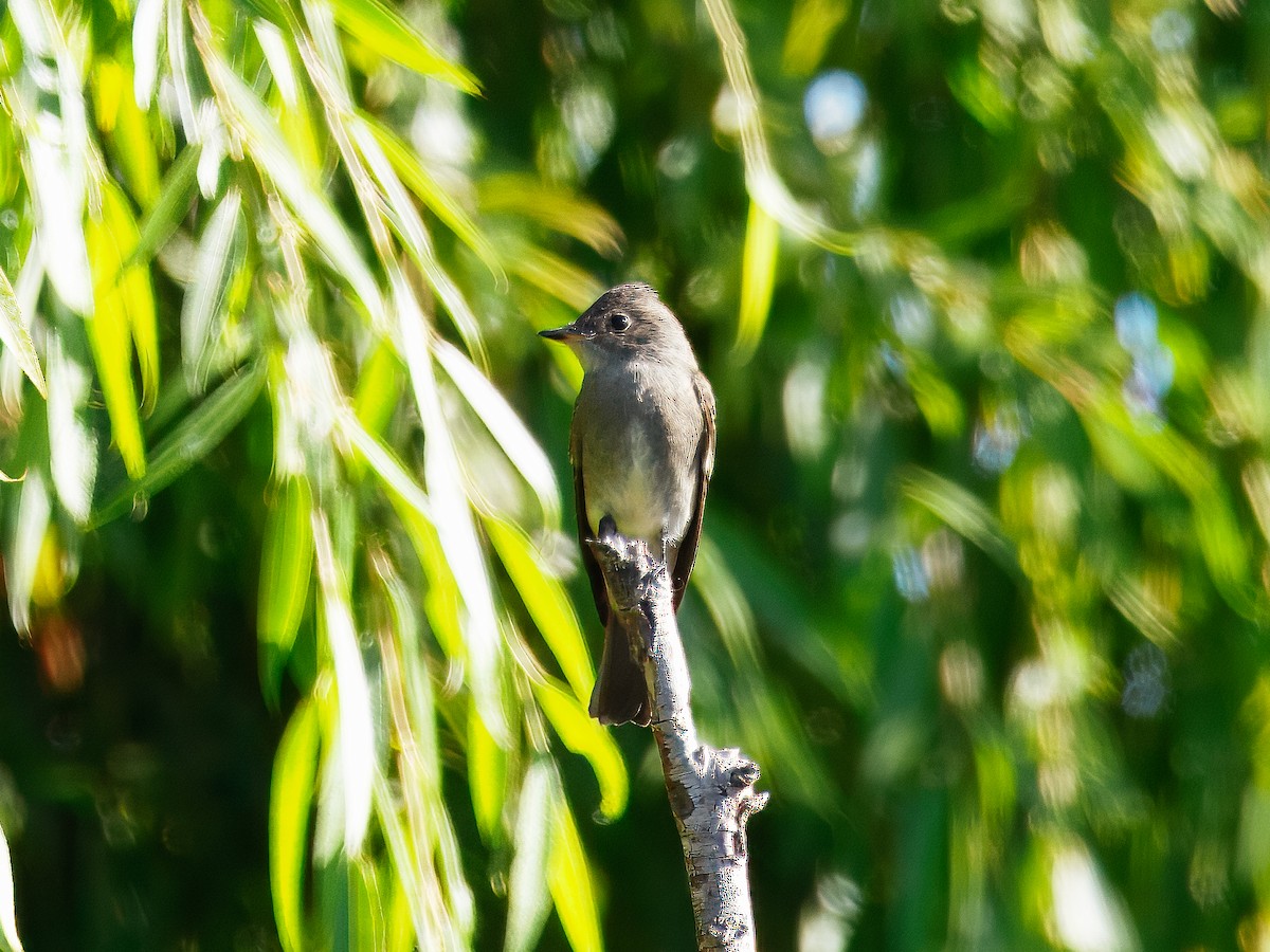 Western Wood-Pewee - ML643767372