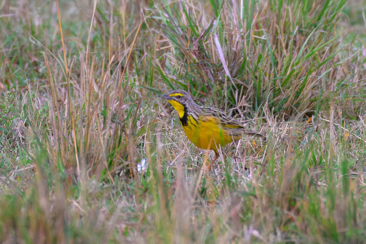 gulstrupepiplerke - ML643767376