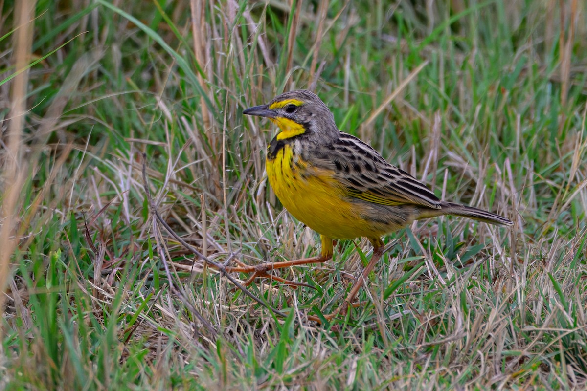 gulstrupepiplerke - ML643767377