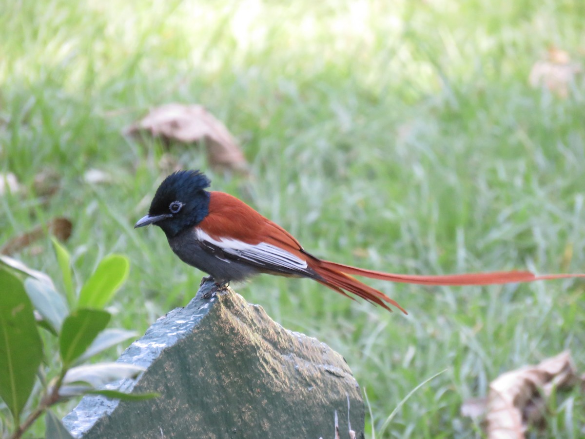 African Paradise-Flycatcher - ML643767396