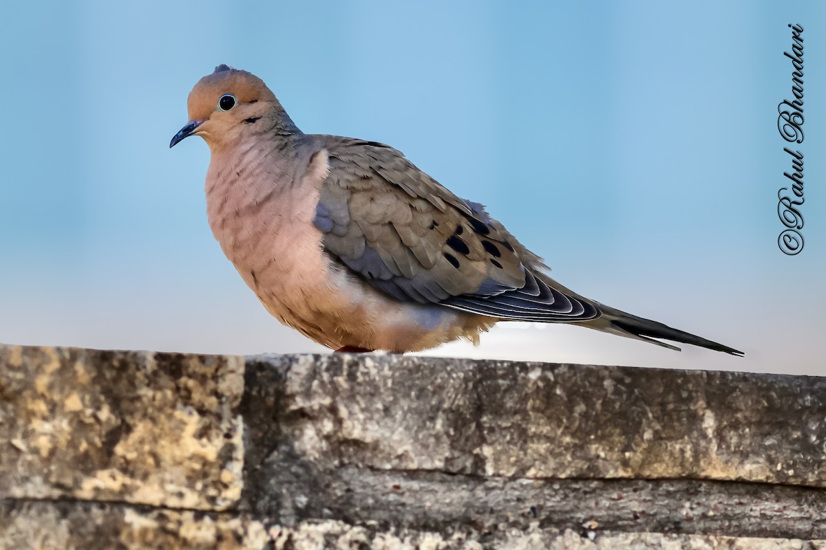 Mourning Dove - ML643767402