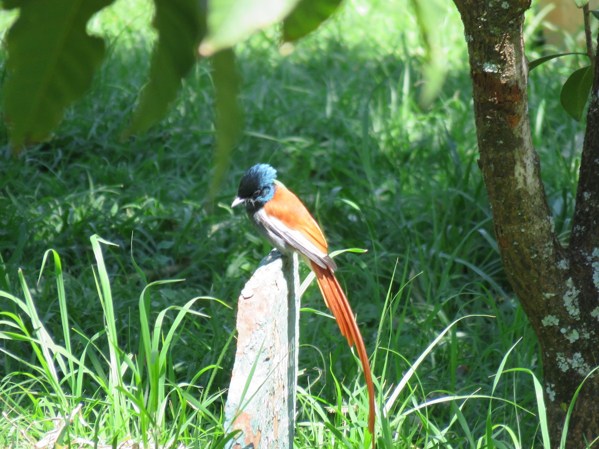 African Paradise-Flycatcher - ML643767409