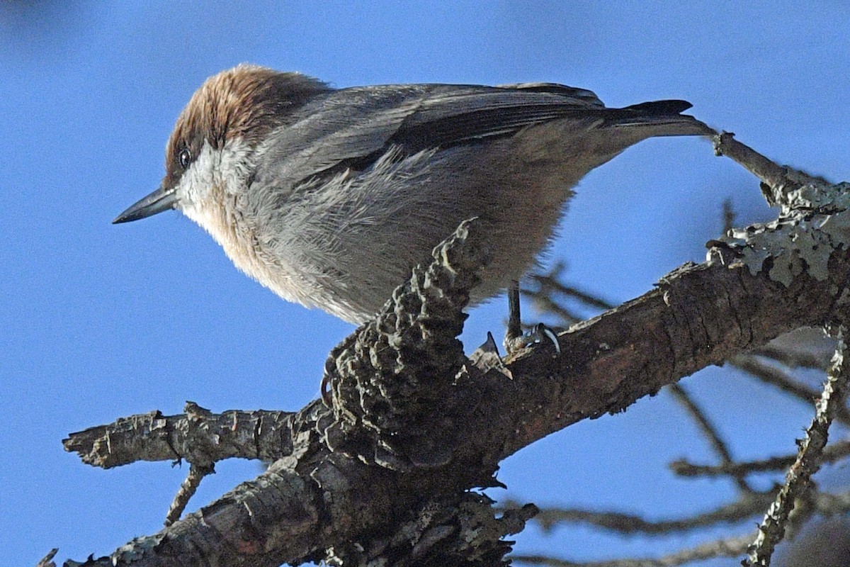 Brown-headed Nuthatch - ML643767410