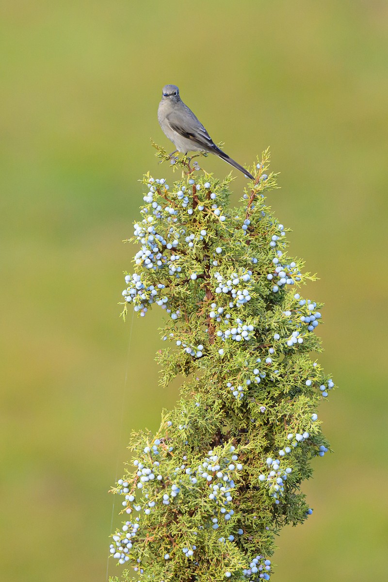 Townsend's Solitaire - ML643767418