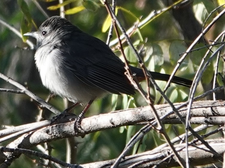ימימן אמריקני - ML643767427