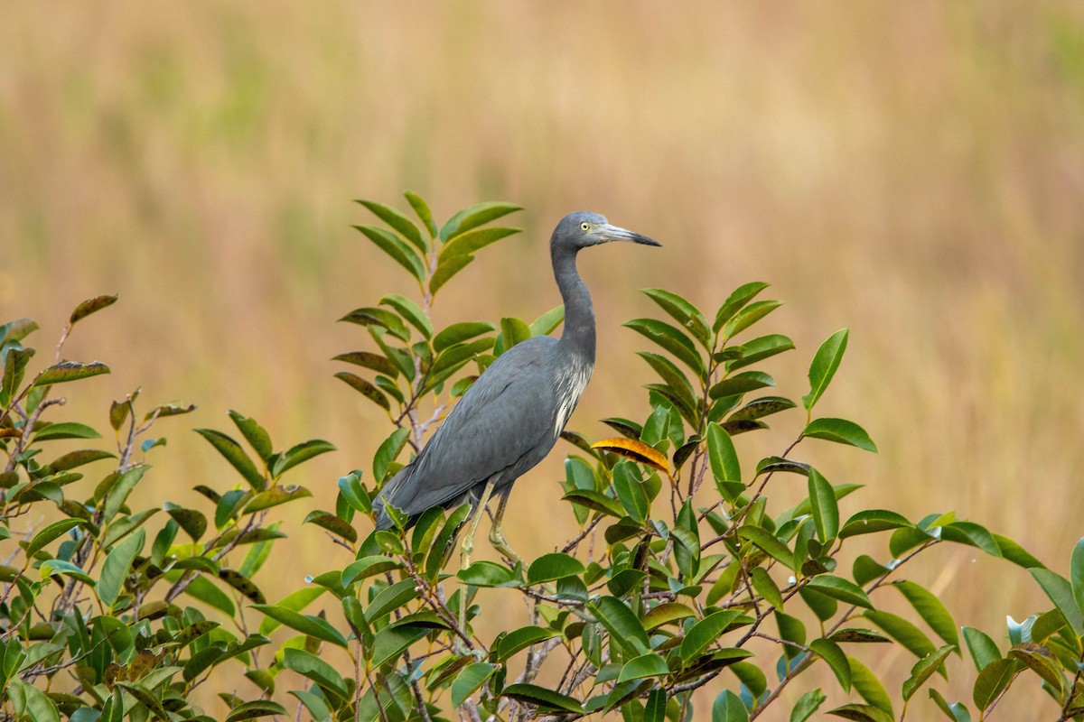 Little Blue Heron - ML643767436