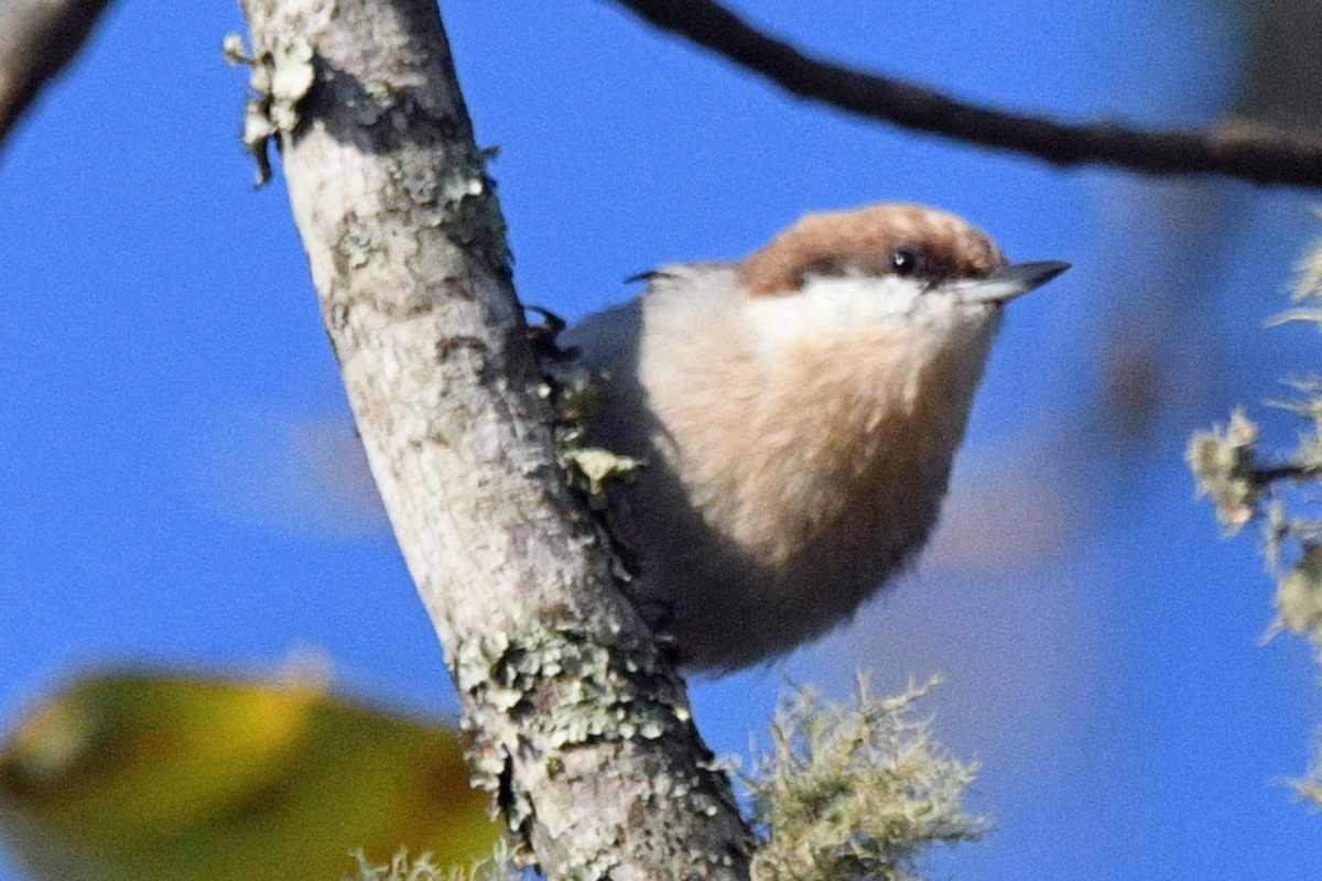 Brown-headed Nuthatch - ML643767437