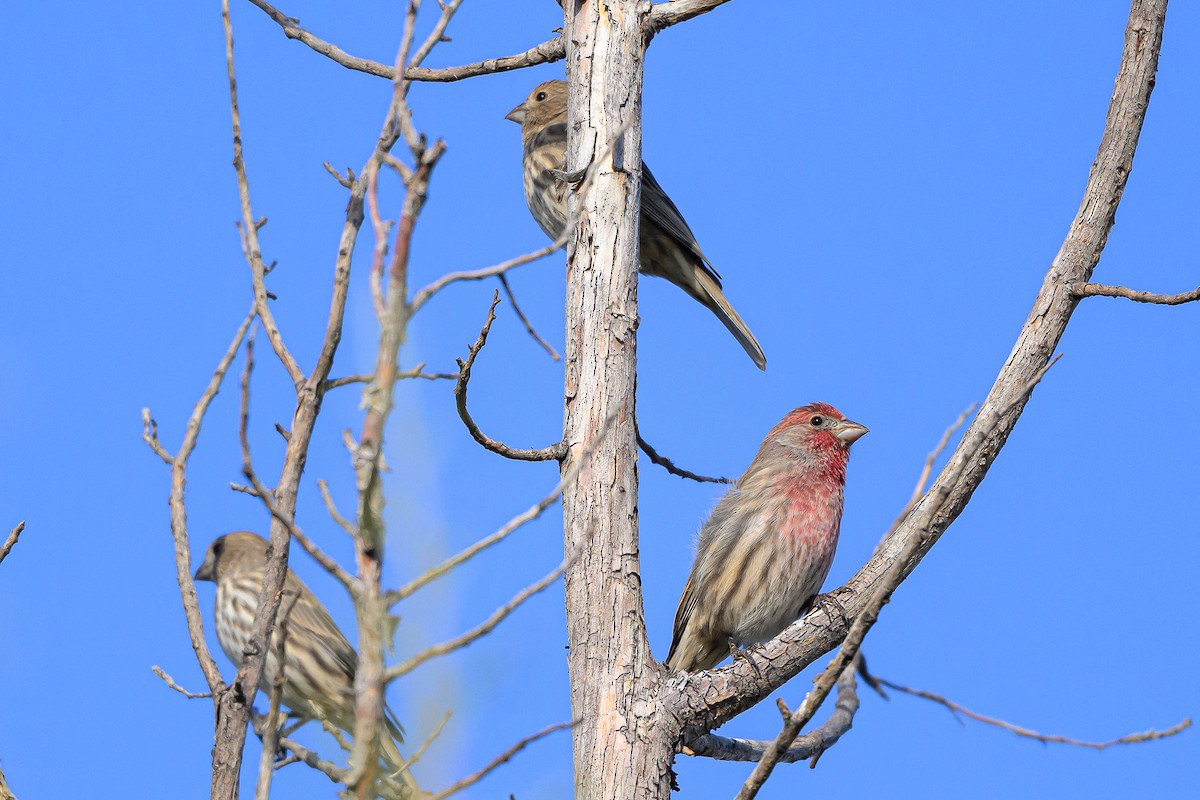 House Finch - ML643767439