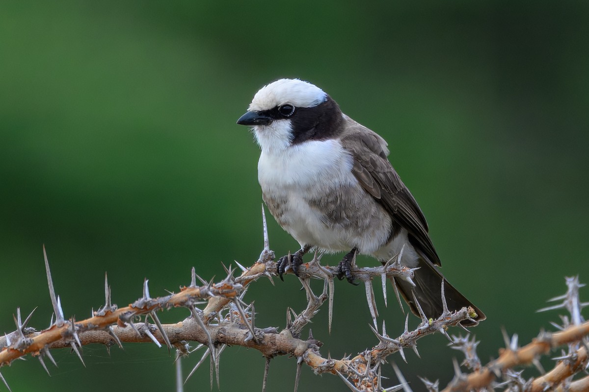 White-rumped Shrike - ML643767445