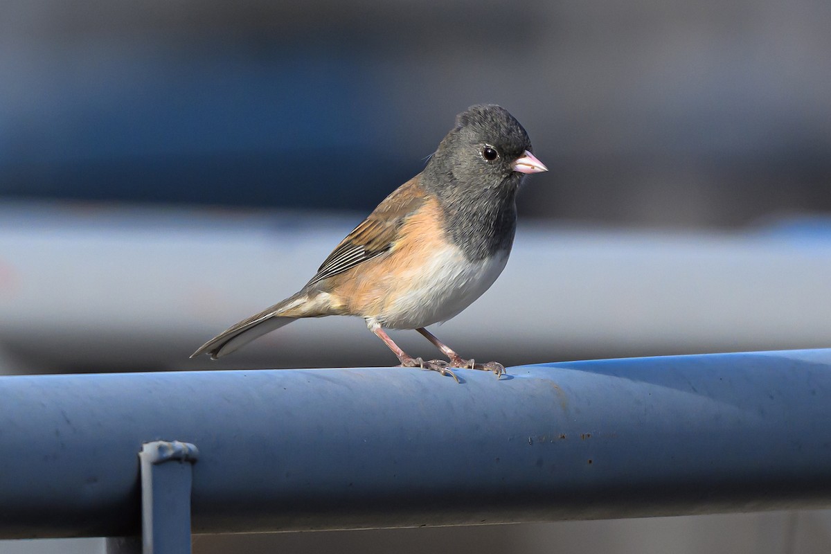Dark-eyed Junco - ML643767448