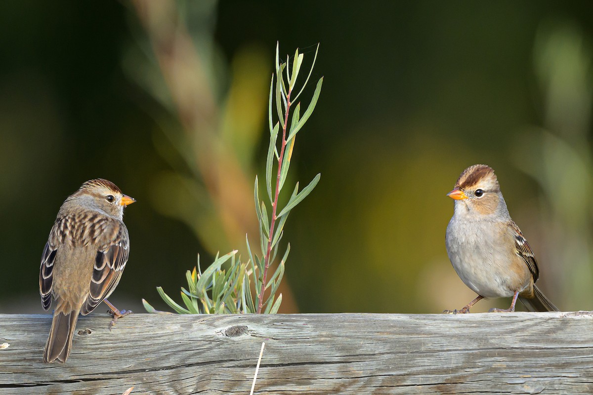 White-crowned Sparrow - ML643767455