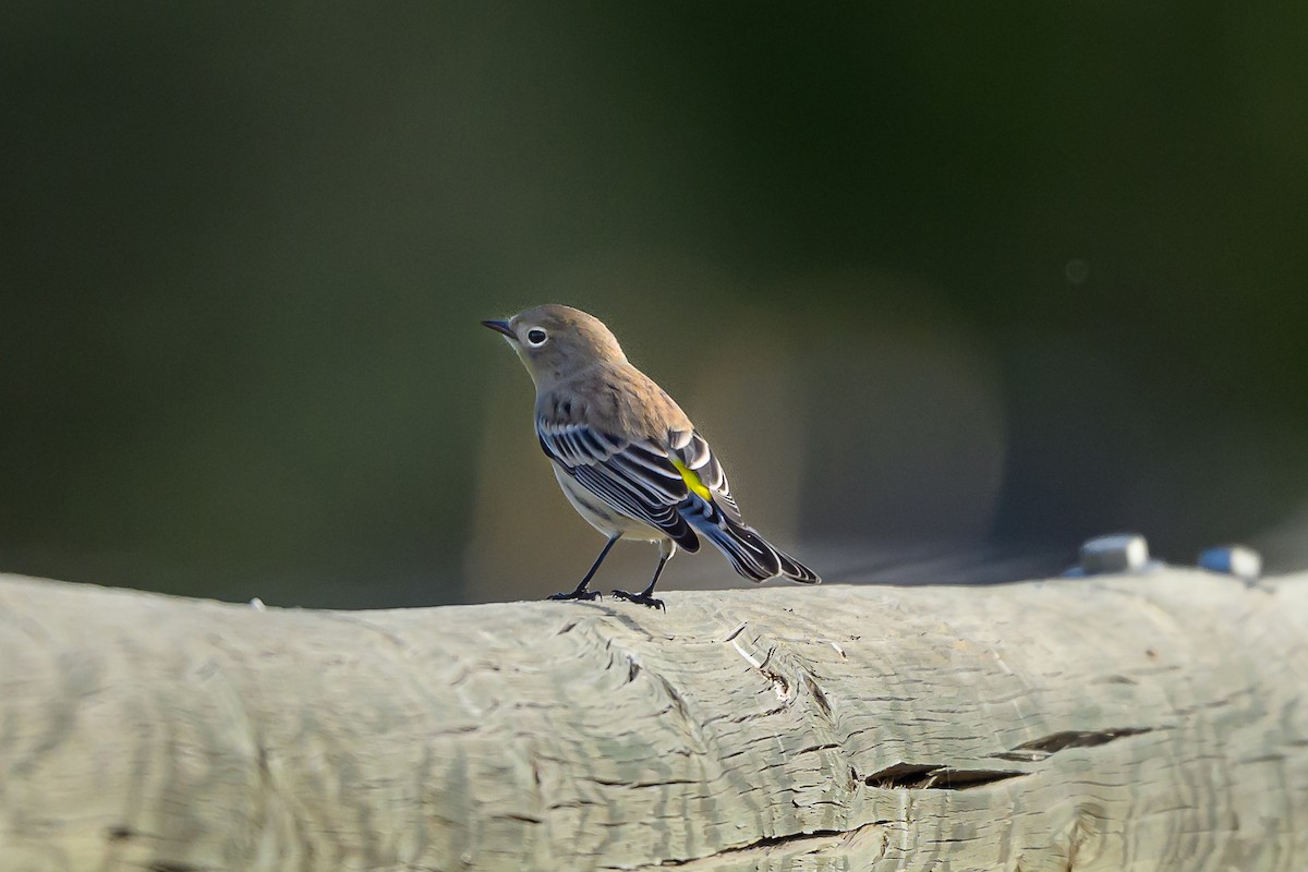 Yellow-rumped Warbler - ML643767467