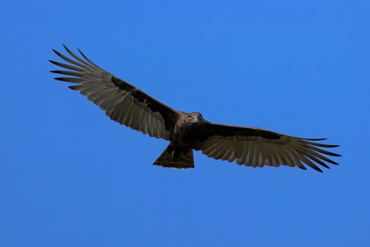 Brown Snake-Eagle - ML643767479