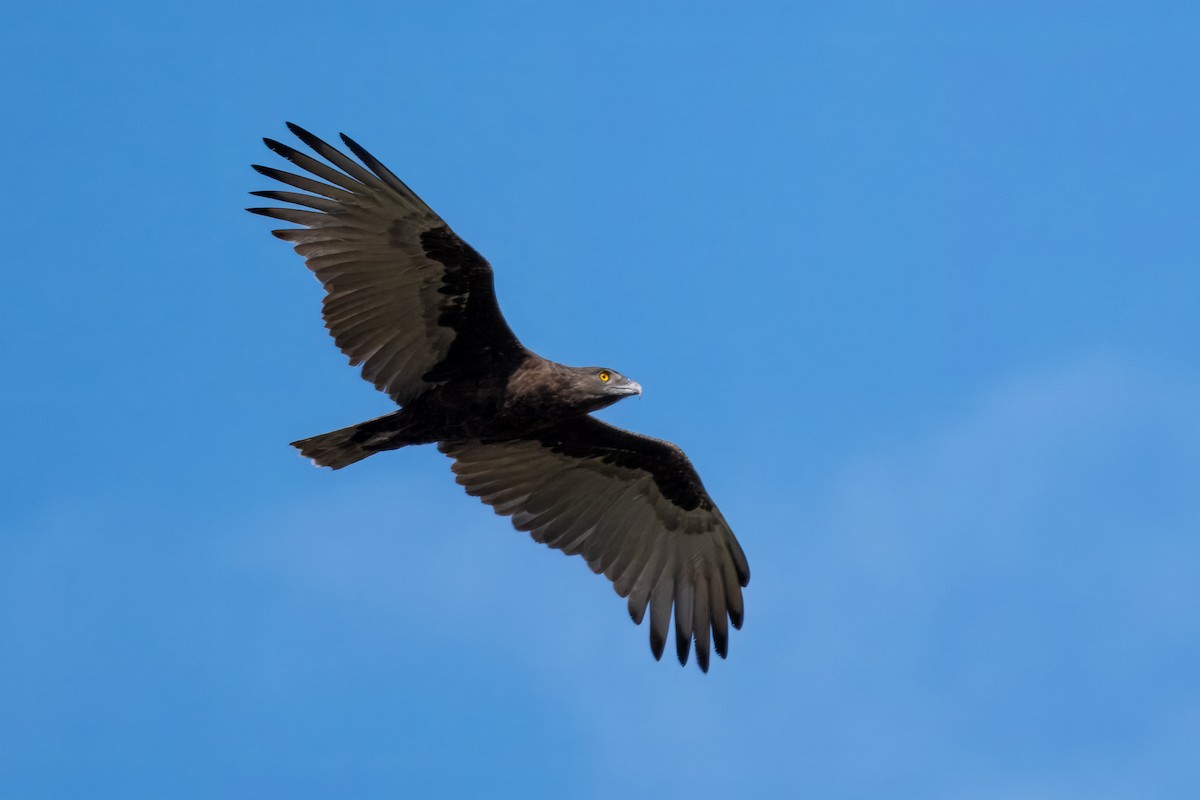 Brown Snake-Eagle - ML643767480