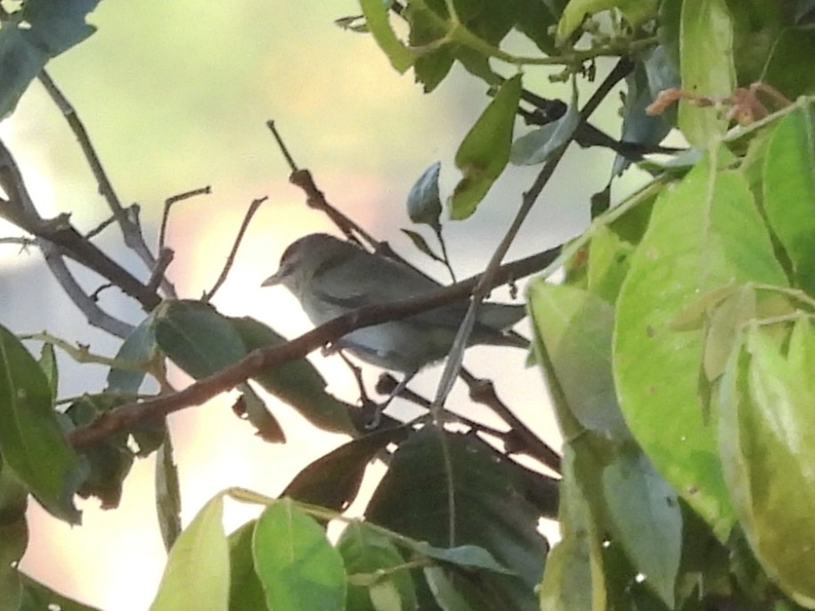 Vireo Ojirrojo - ML643767481