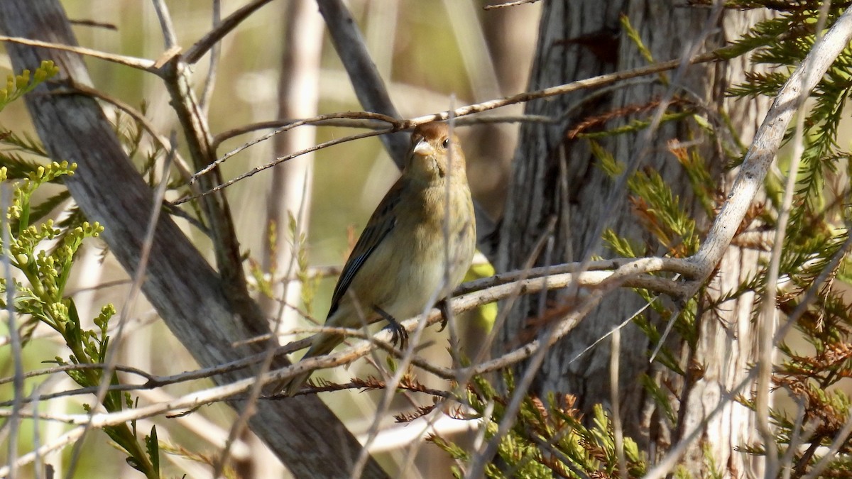 Indigo Bunting - ML643767484