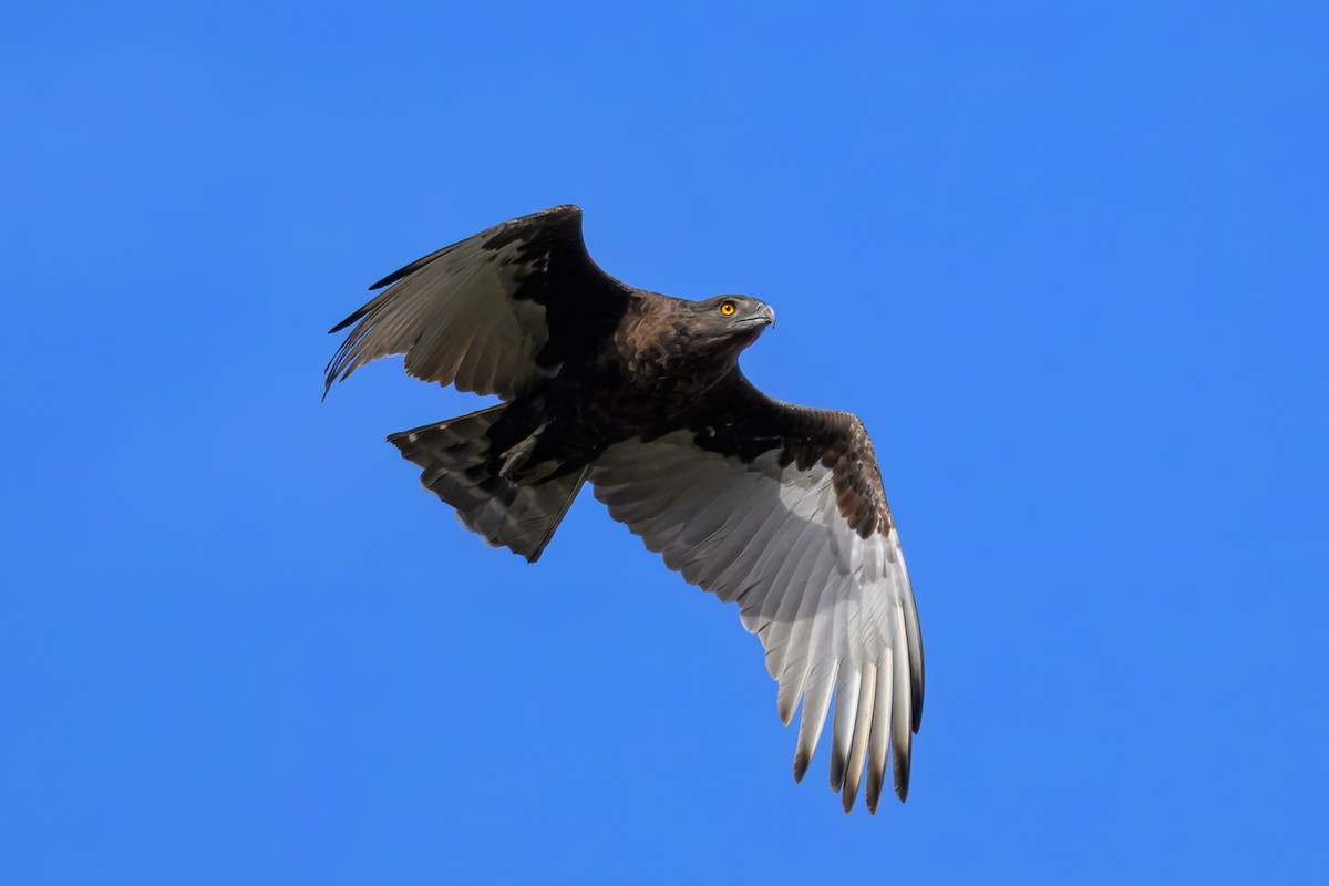Brown Snake-Eagle - ML643767492