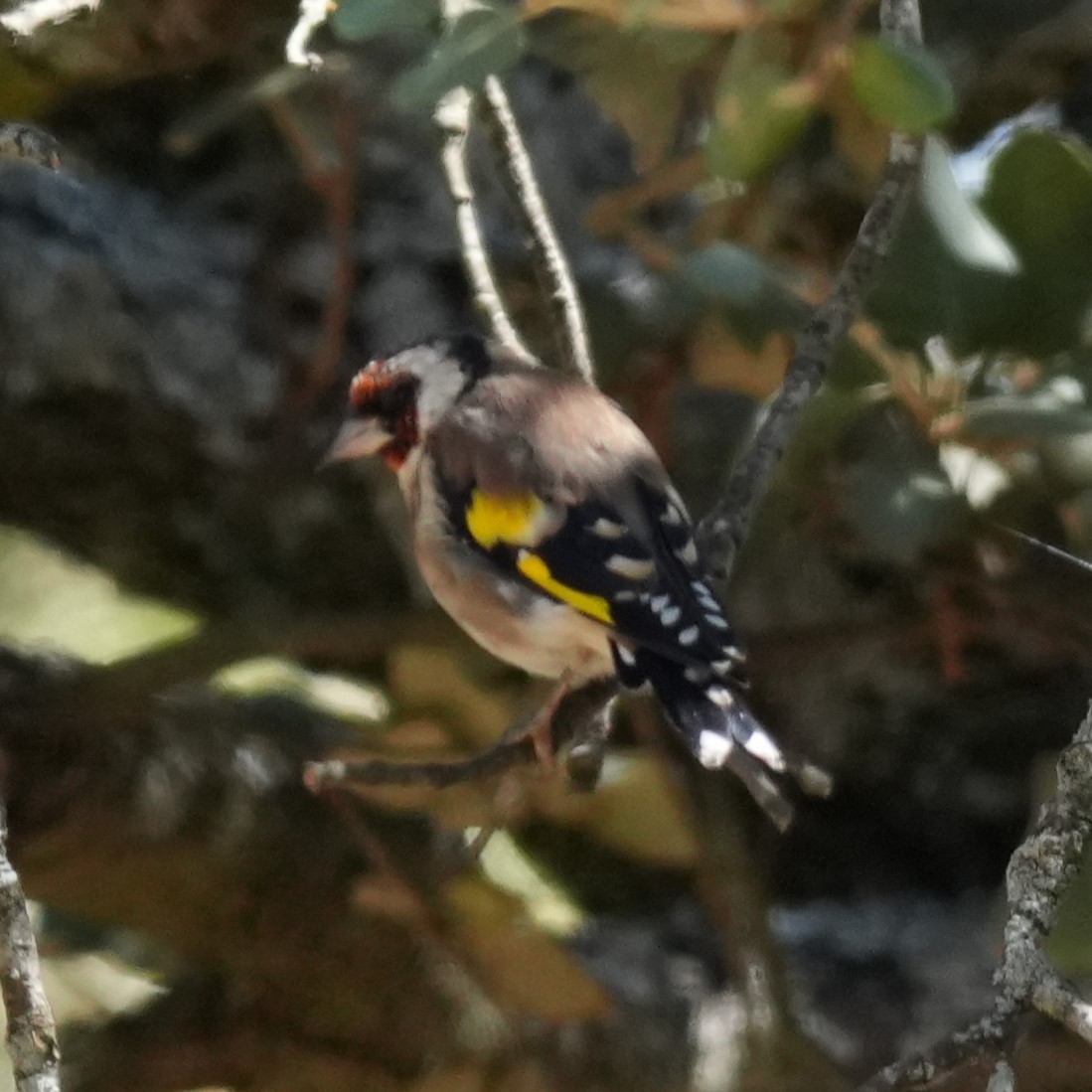 European Goldfinch - ML643767515
