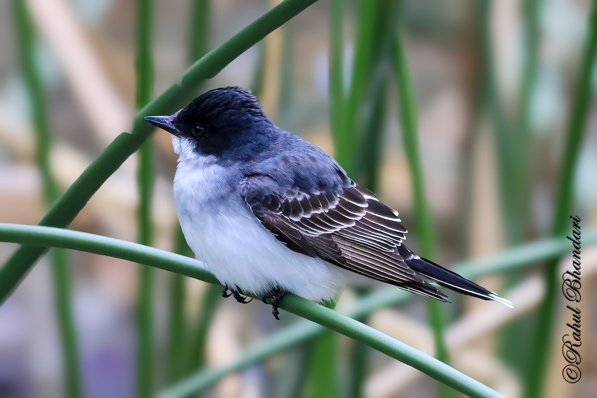 Eastern Kingbird - ML643767537