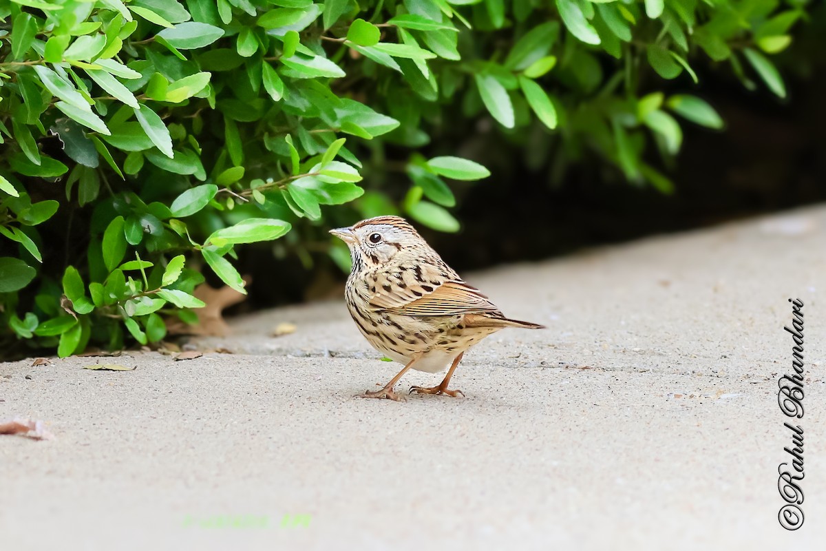 Lincoln's Sparrow - ML643767546