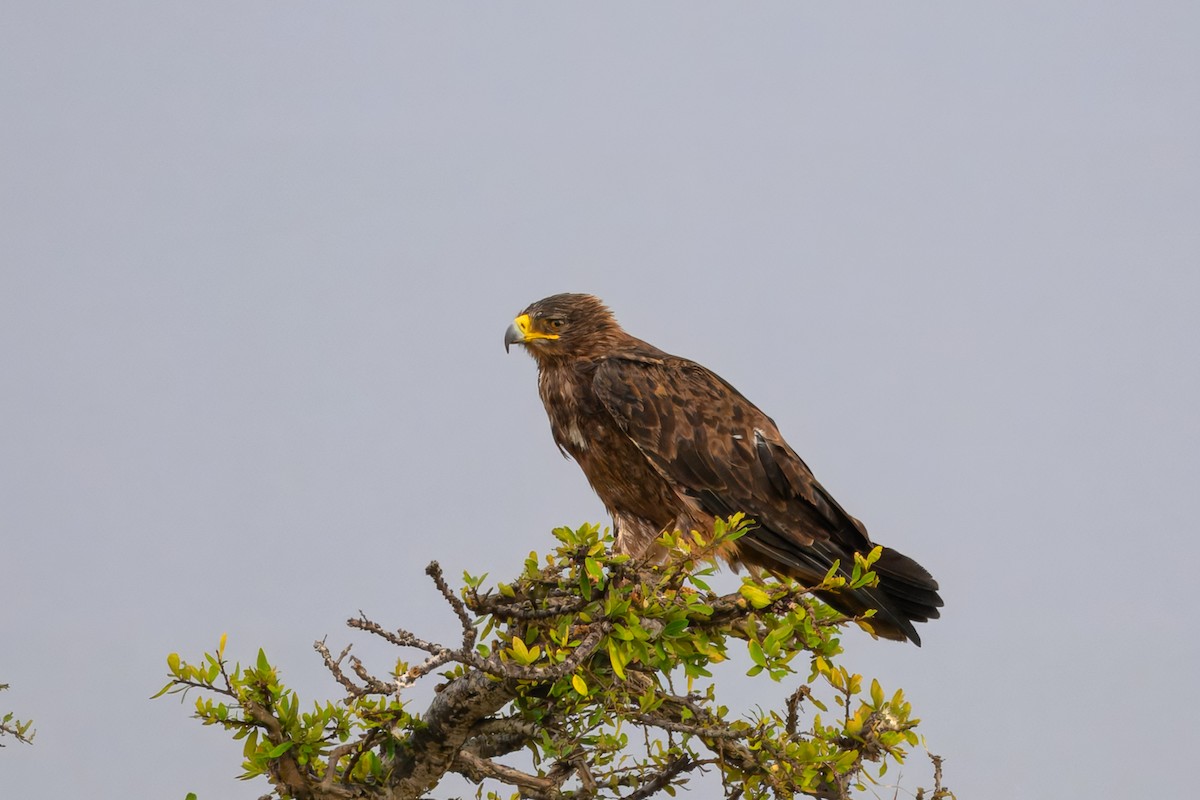 Tawny Eagle - ML643767548