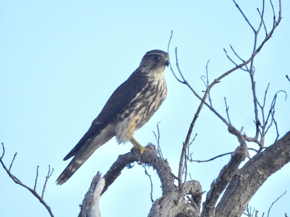 Merlin - ML643767553