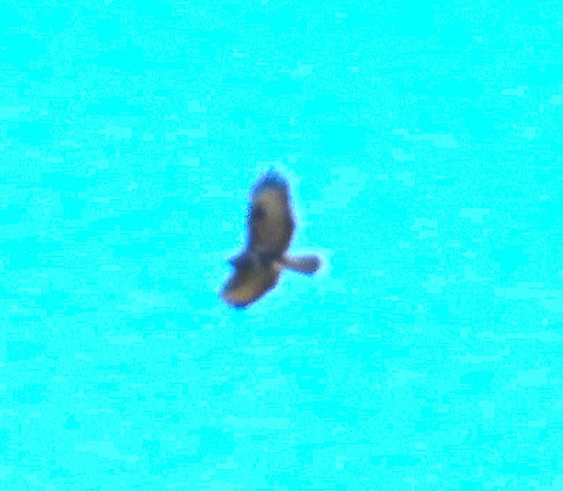 Common Buzzard - ML643767556