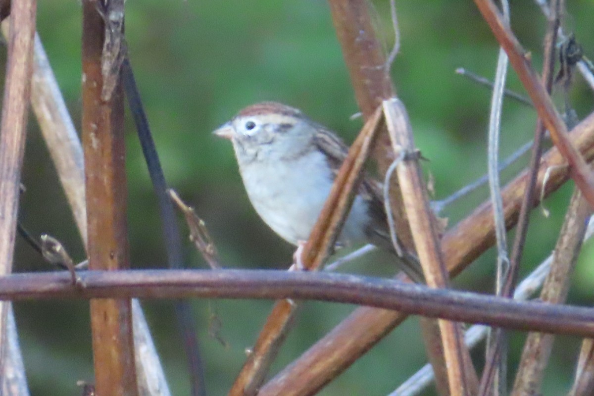 Chipping Sparrow - ML643767566