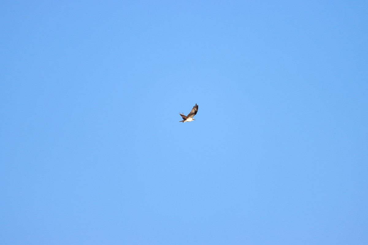 Falco pescatore - ML643767576