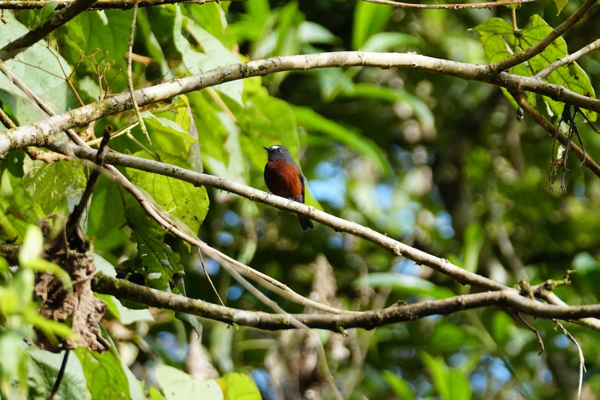 Chestnut-bellied Chat-Tyrant - ML643767577