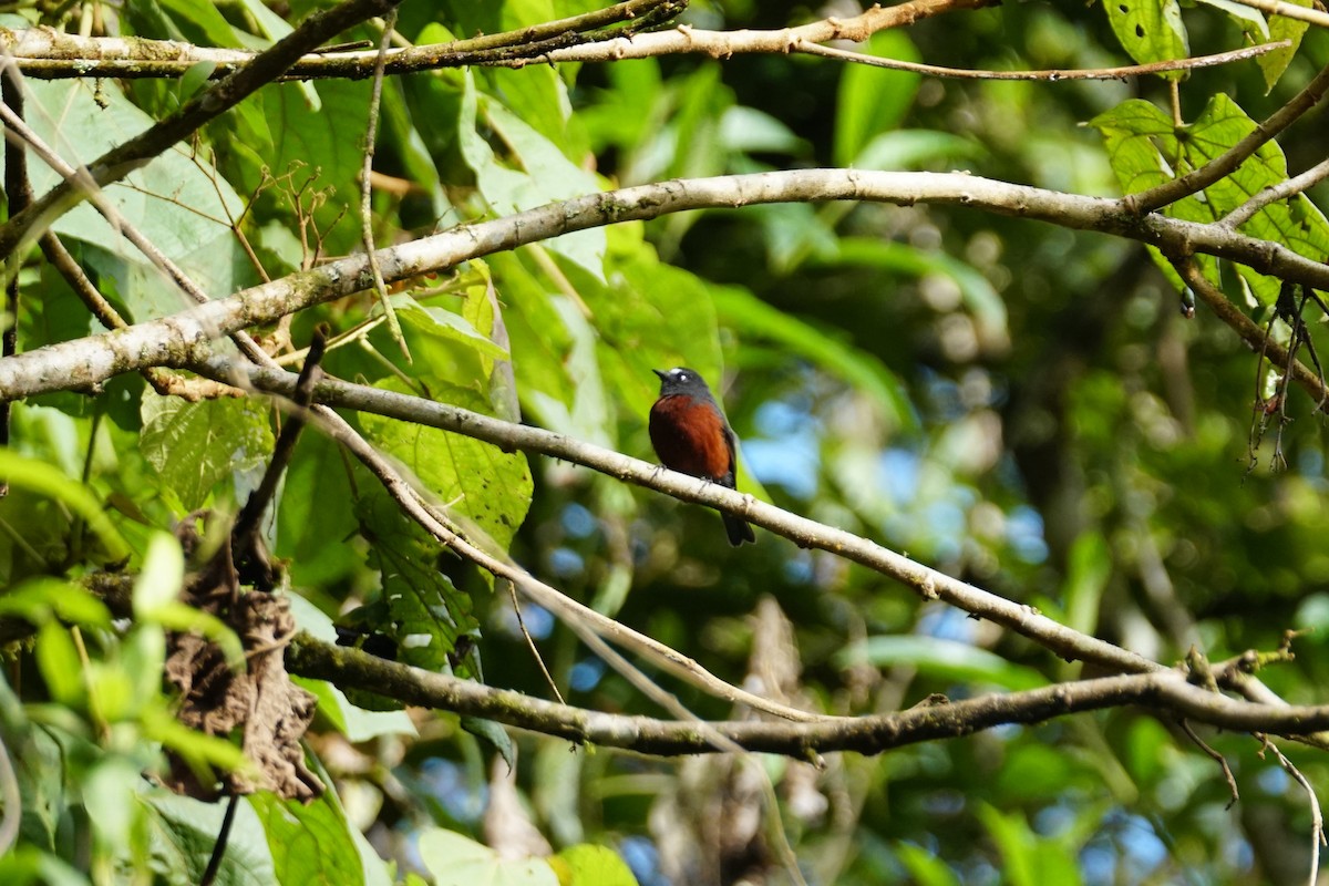 Chestnut-bellied Chat-Tyrant - ML643767578